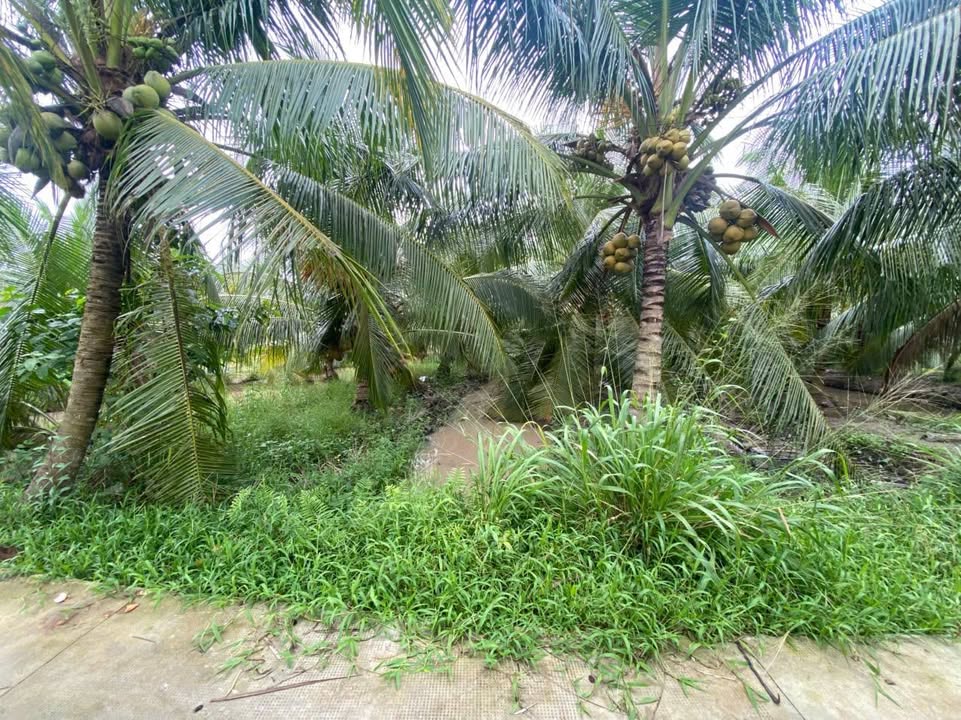 Đất trồng dừa 2.250m² tại An Ngãi Trung, Ba Tri - Giá chỉ 945 triệu