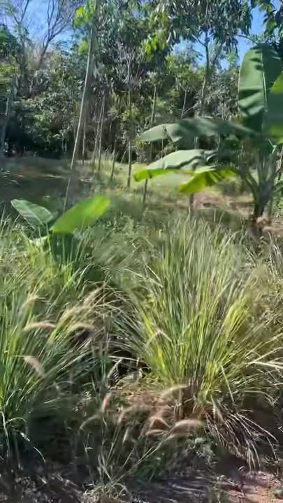 Đất nền 500m² khu phố Thanh Xuân, thị trấn Thanh Bình giá chỉ 494 triệu - Cơ hội đầu tư hấp dẫn!