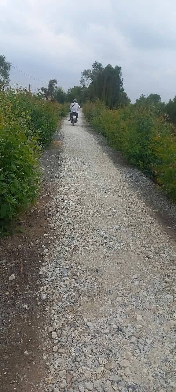 Đất trồng khóm 60 công tại Tân Hòa Đông, Tân Phước - Giá chỉ 23.4 tỷ