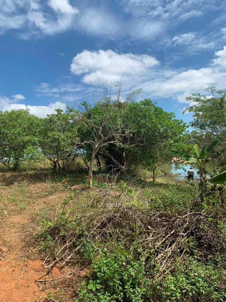 Đất nông nghiệp Ea Nuôl Buôn Đôn 18000m² giá 550 triệu - Sổ đỏ chính chủ!