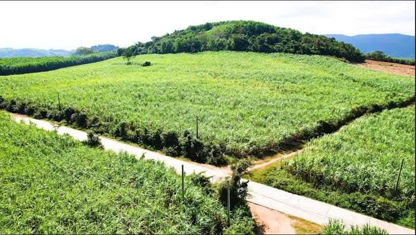 Đất 1ha tại xã Tây Sơn, Đắk Lắk giá 400 triệu - Pháp lý rõ ràng, vị trí đẹp!