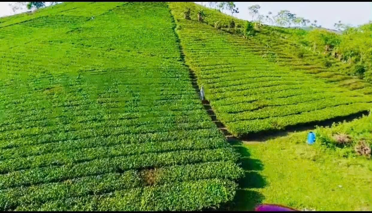 Đất rừng sản xuất Văn Miếu Thanh Sơn 8000m² giá chỉ 400 triệu - Cơ hội đầu tư tuyệt vời!