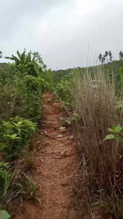 Đất nền 15 hecta tại xã So Mai, huyện Đắk Đoa, Gia Lai - Giá chỉ 2 tỷ!