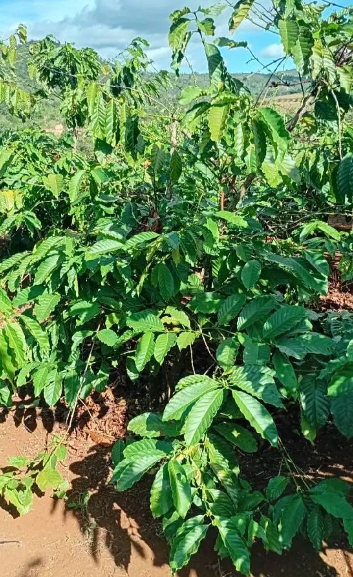 Farm tại làng Reng, Hòa Phú, Chư Păh, Gia Lai - Cho thuê 180 triệu/năm - Đầu tư tiềm năng!