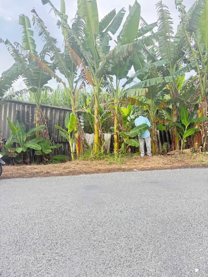 Đất nền Phú Quới, Long Hồ 1000m² giá 1.95 tỷ - Cơ hội đầu tư sinh lời!