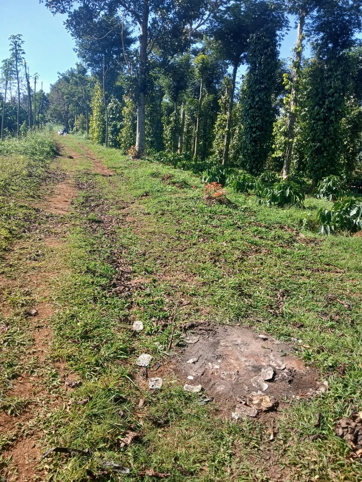 Đất vườn 7 sào tại Thuận An, Đắk Mil - Giá chỉ 2 tỷ, thích hợp đầu tư!