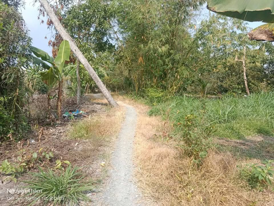 Đất vườn Hòa Lộc, Tam Bình 3000m² giá 680 triệu - Cơ hội đầu tư tuyệt vời!