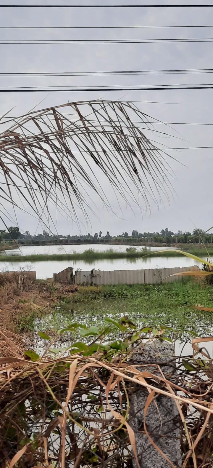 Đất nền và ruộng tôm lúa tại xã Đông Hưng, Kiên Giang 15.000m² - Đầu tư sinh lời ngay!