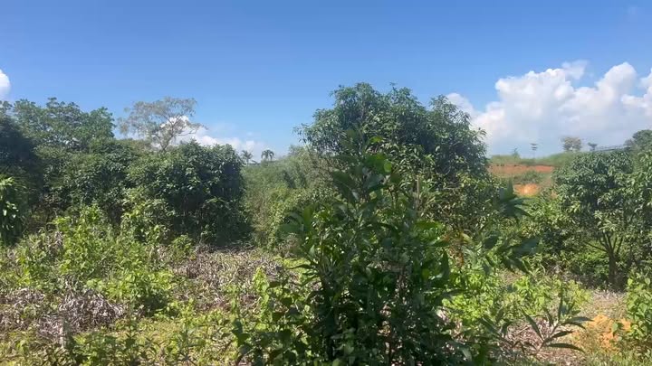 Đất Farm Mã Đà Vĩnh Cửu 1,6ha giá 4.2 tỷ - Gần Hồ Trị An và khu Glamping!