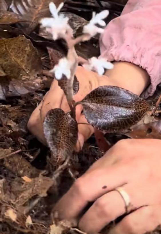 Mặt tiền FrontHouse Hiệp Thành 17 Quận 12 125m² giá 9 tỷ - Kinh doanh sầm uất!