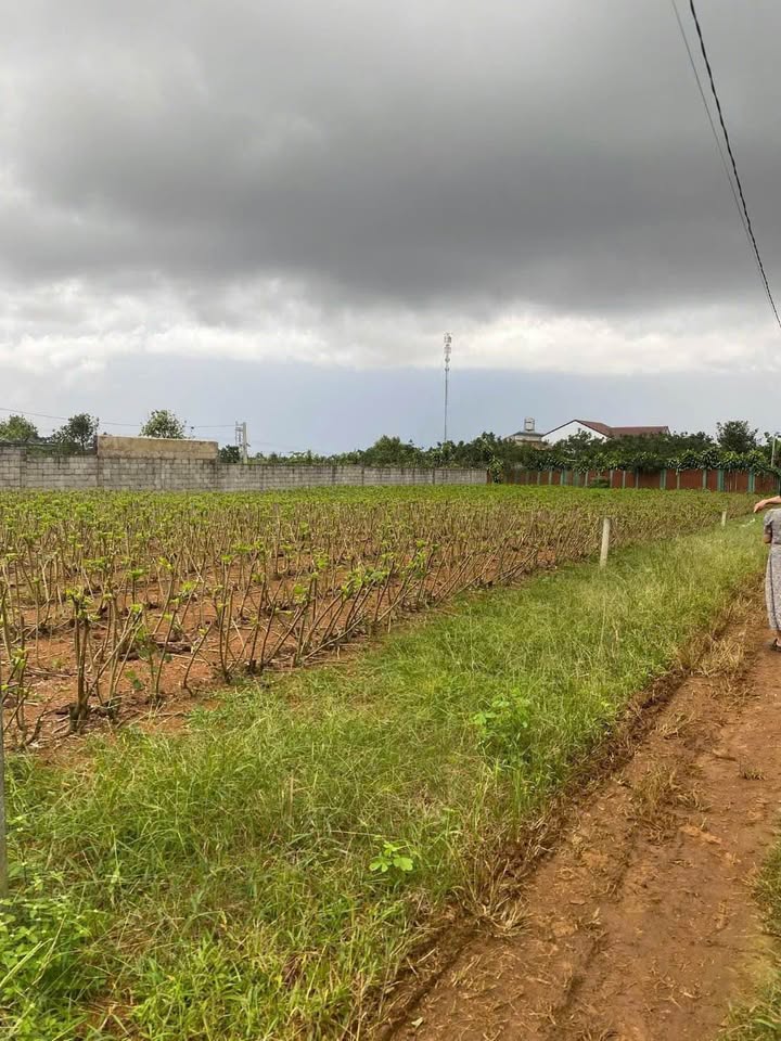 Đất nền Bảo Lâm 224m² giá 1.25 tỷ - Sổ đỏ chính chủ, xây dựng tự do!