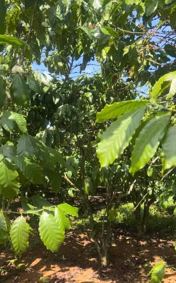 Đất thổ cư Lộc Ngãi, Bảo Lâm 3600m² giá 350 triệu - Sổ đỏ chính chủ, có nước tưới