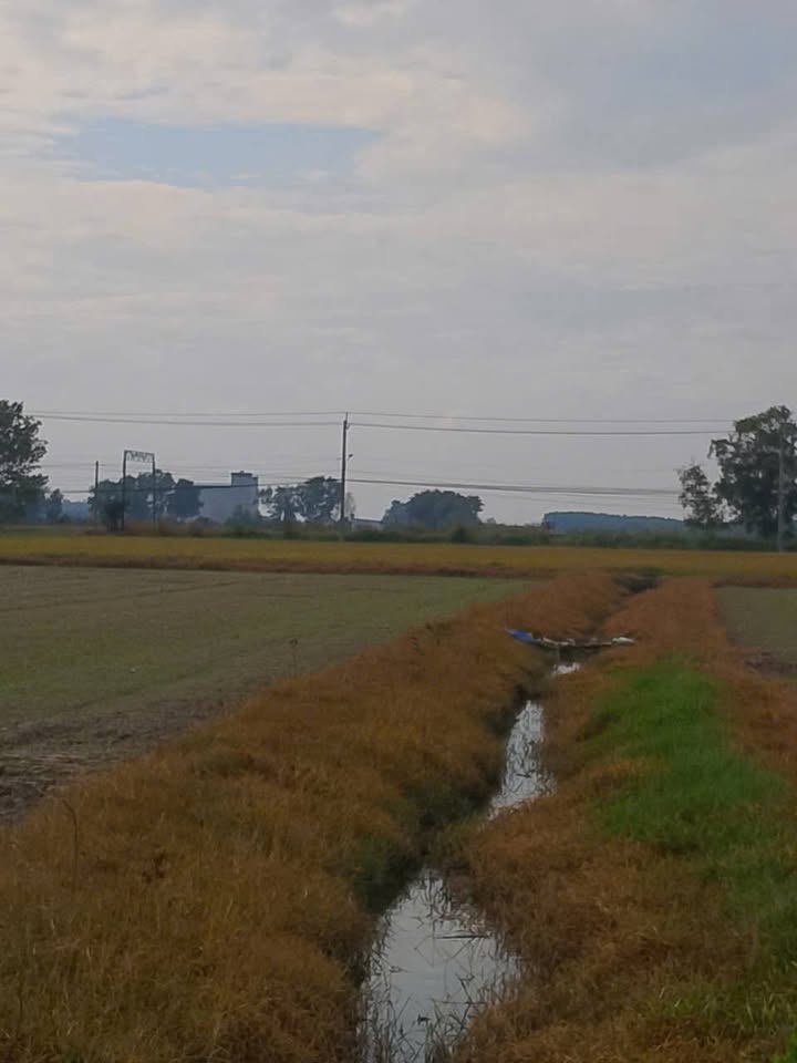 Đất nền 3500m² Ấp Thanh Bình, xã Châu Thành, Tây Ninh - Giá chỉ 350 triệu, đất gò cao!