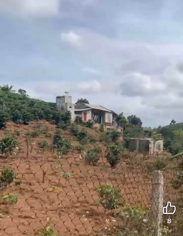 Đất vườn cà phê 7000m² tại Chiềng Mung, Sơn La - Giá chỉ 1.35 tỷ!