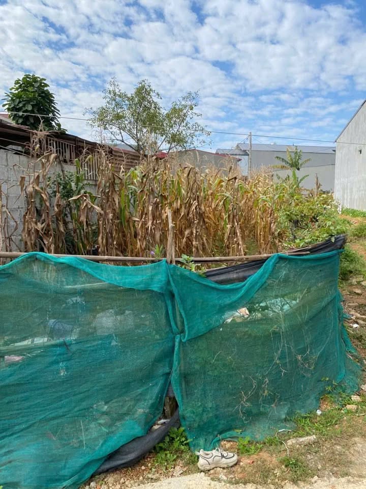 Đất thổ cư thôn Hoàng Tâm, Tam Thanh 146.7m² giá 1 tỷ - Sổ đỏ chính chủ!