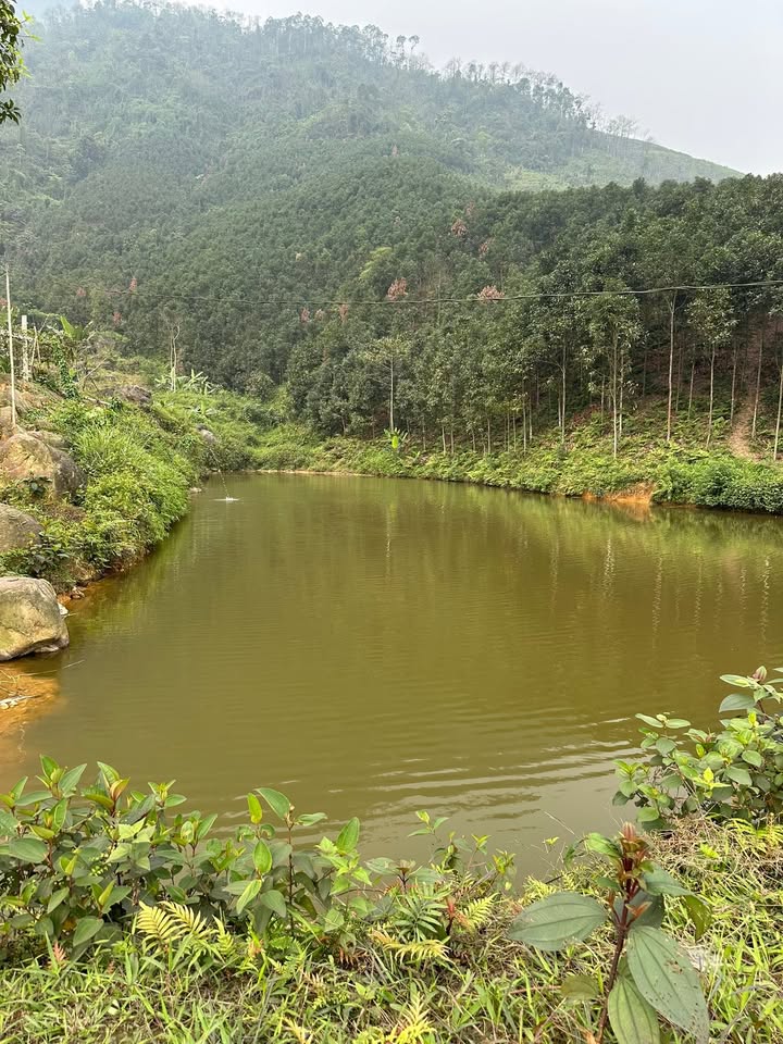 Trang trại Vân Hội 7ha giá 3 tỷ - Đầu tư sinh lời tiềm năng!