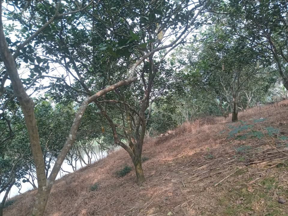 Nhà trại mini tại Cổ Phúc, Trấn Yên, Yên Bái 6025m² - Không gian yên tĩnh, thuận tiện giao thông!