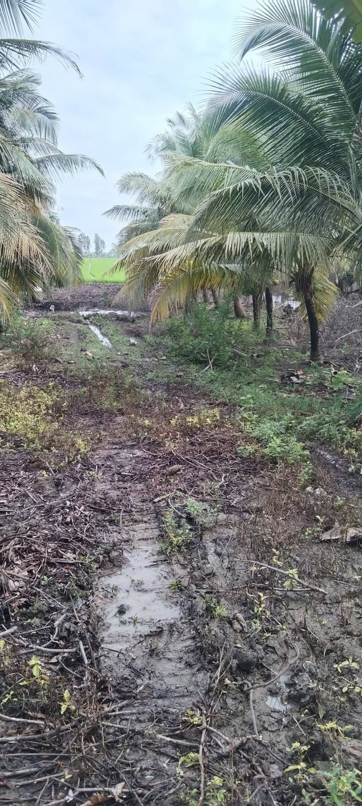 Đất thổ cư 701m² và 6.575m² đất lúa tại Cờ Đỏ - Giá chỉ 2.2 tỷ!