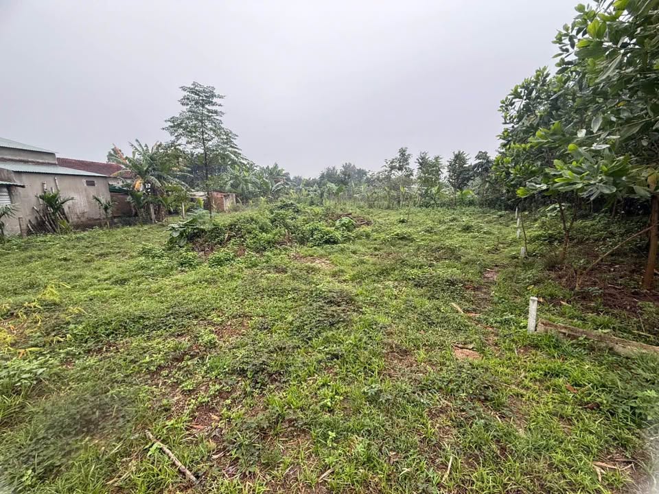 Đất nhà vườn Phước Hưng Nam, Hòa Nhơn 620m² giá 2 tỷ - Đầu tư sinh lời hấp dẫn!