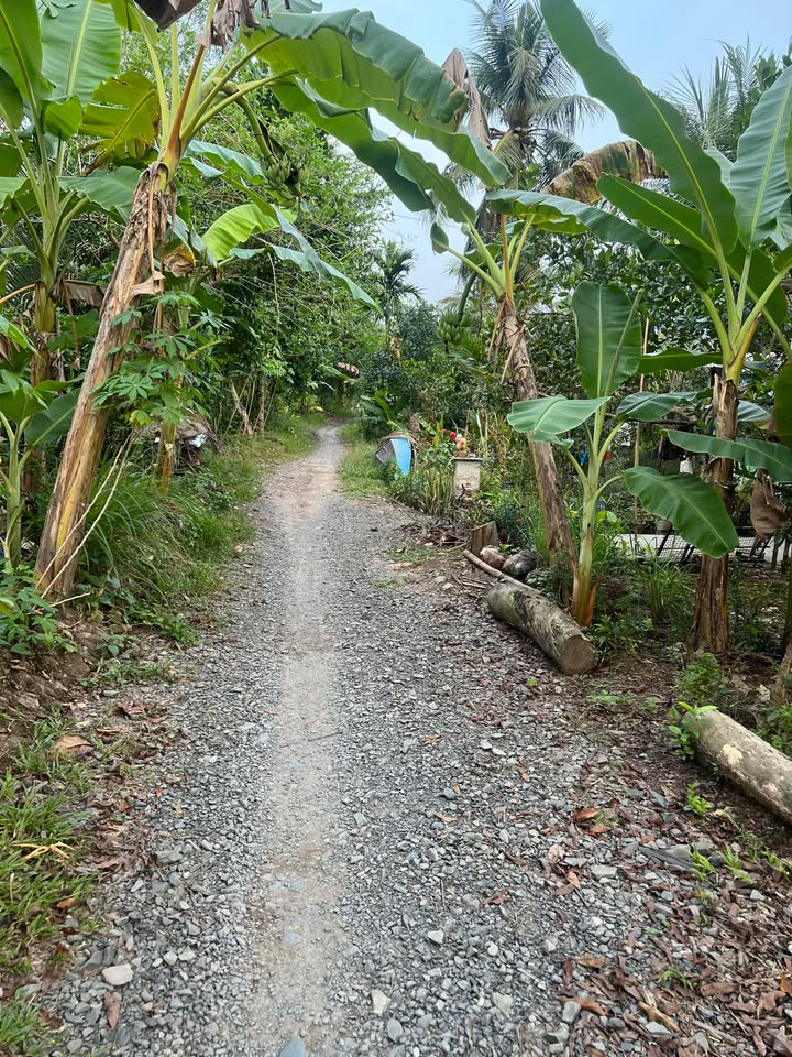 Đất vườn Đông Lợi, Châu Thành, Hậu Giang 50000m² giá 1.75 tỷ - Đầu tư sinh lời tuyệt vời!