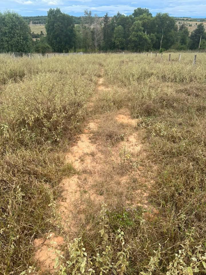 Đất cây trồng 3300m² mặt tiền ĐT 715, xã Hồng Phong - Giá chỉ 8.8 tỷ!