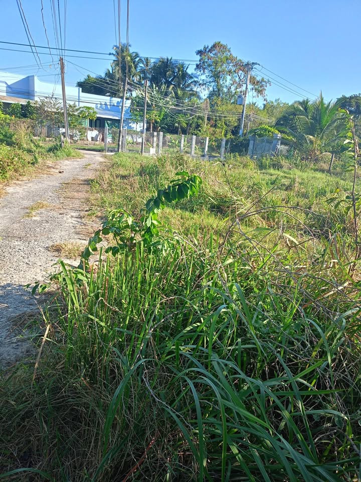 Đất Phú Mỹ, Hàm Thuận Bắc 620m² giá 750 triệu - Đầu tư sinh lời hấp dẫn!