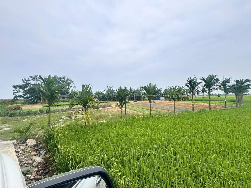 Lô đất 2113m² tại Điện Nam Đông, Điện Bàn - Cơ hội đầu tư vàng!