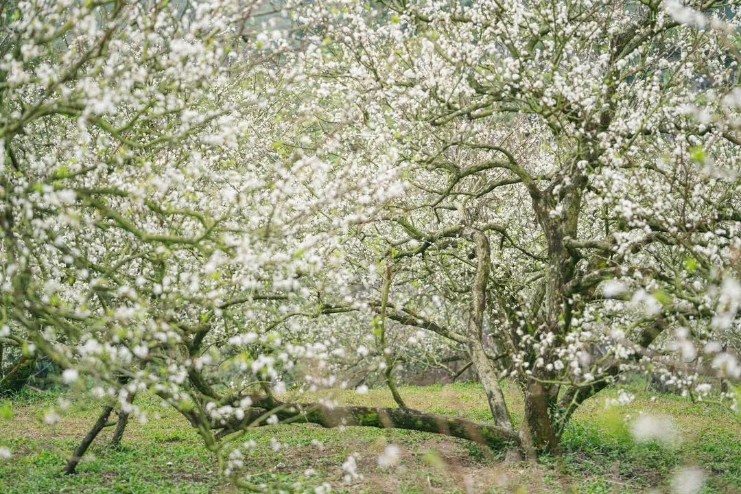 Đất Thạch Xuân 300m² giá 1.5 tỷ - Cơ hội đầu tư hấp dẫn!