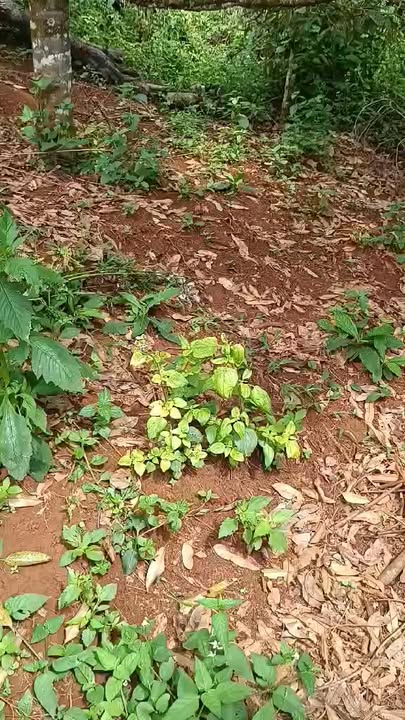 Lô đất 4960m² tại phường Nghĩa Đức, Đắk Nông - Giá chỉ 12 tỷ, có thương lượng!