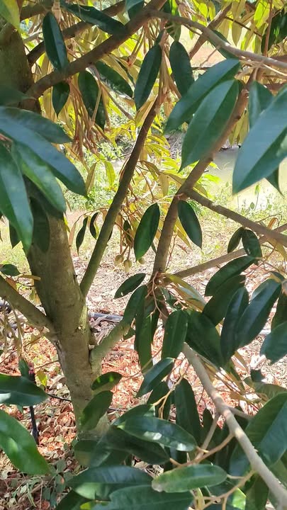 Lô đất Hiệp Kết, Cư M'gar, Đắk Lắk 9.3 sào - Đầu tư sinh lời ngay!