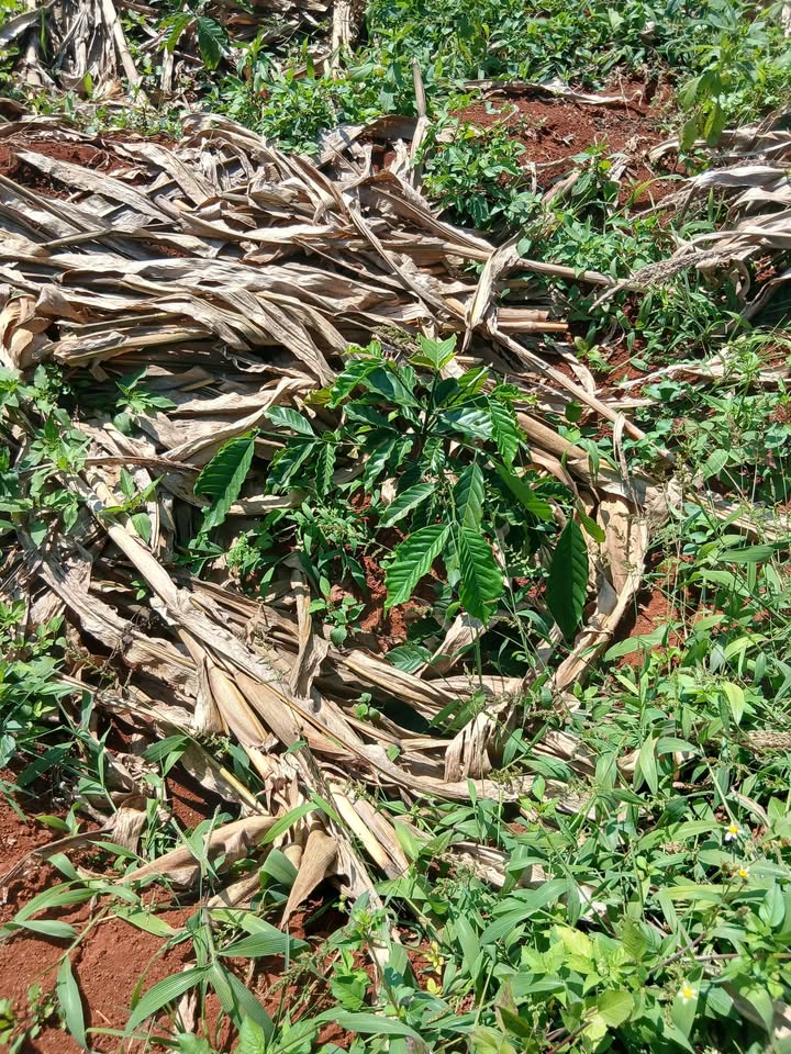 Đất nông nghiệp Tân Hà 20.000m² giá 1.4 tỷ - Đầu tư sinh lời từ vườn sầu riêng!