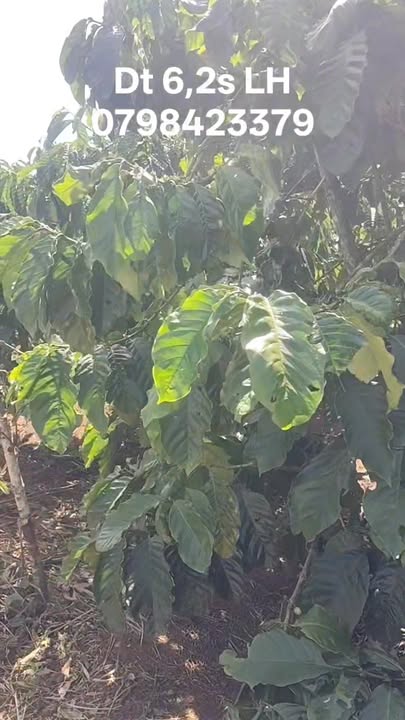 Đất nền Phúc Thọ 6200m² giá 510 triệu - Mặt đường cà phê đẹp, sổ đỏ chính chủ!