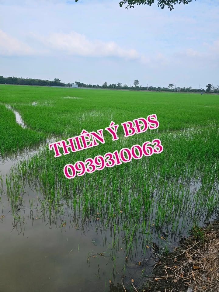 Đất nông nghiệp Tân Dương, Lai Vung 4.114m² giá 1.646 tỷ - Cơ hội đầu tư hấp dẫn!