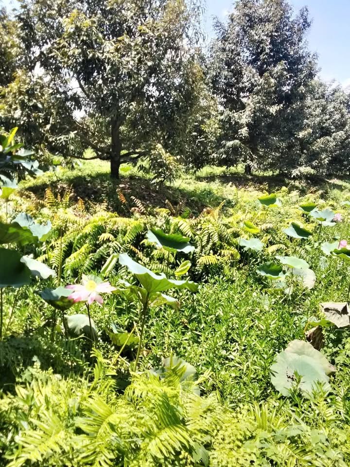 Farm sầu riêng Phú Hiệp, Tam Nông 315.000m² giá chỉ 330 triệu - Cơ hội đầu tư tuyệt vời!