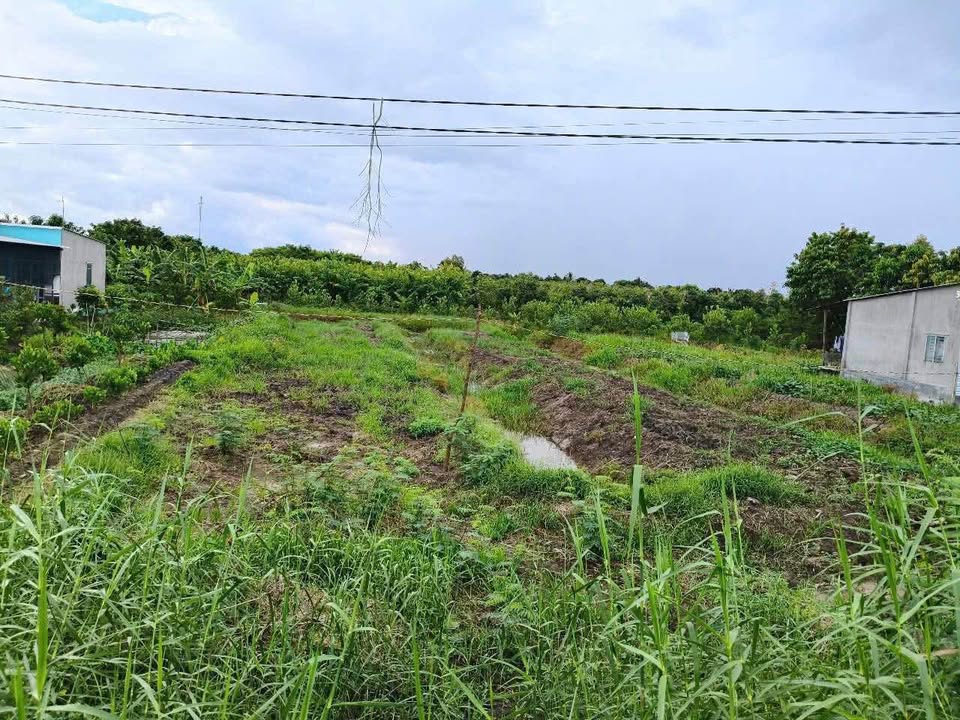 Đất CLNam 1400m² tại Cao Lãnh, Đồng Tháp chỉ 750 triệu - Cơ hội đầu tư tuyệt vời!