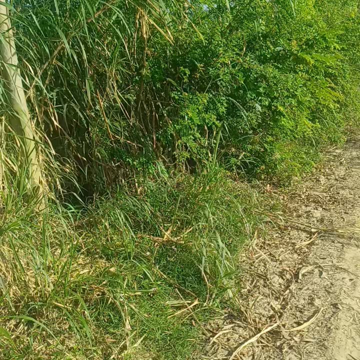 Đất nền xã Hòa Lễ, huyện Krông Bông, 11,000m² giá 1.12 tỷ - Đầu tư sinh lời ngay!