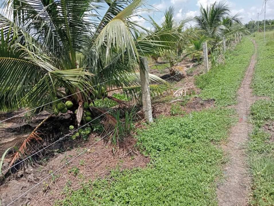 Đất nền Long Hưng, Châu Thành, Tiền Giang 5000m² giá 2.4 tỷ - Tiềm năng phát triển lớn!