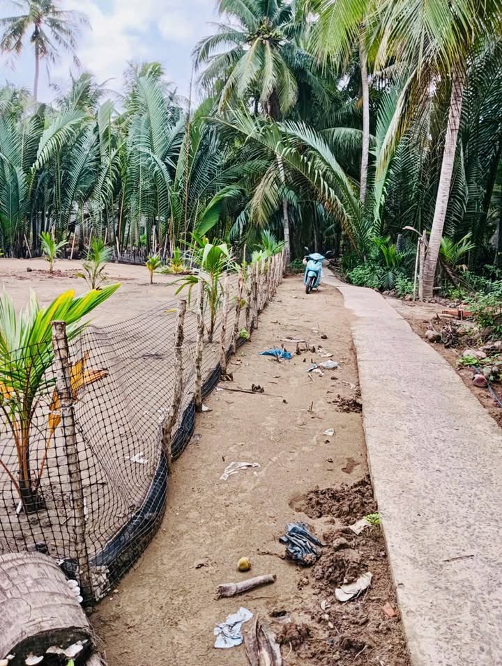 Đất nền Tân Thành Bình Mỏ Cày Bắc 500m² giá 320 triệu - Sổ đỏ chính chủ, thuận lợi xây dựng