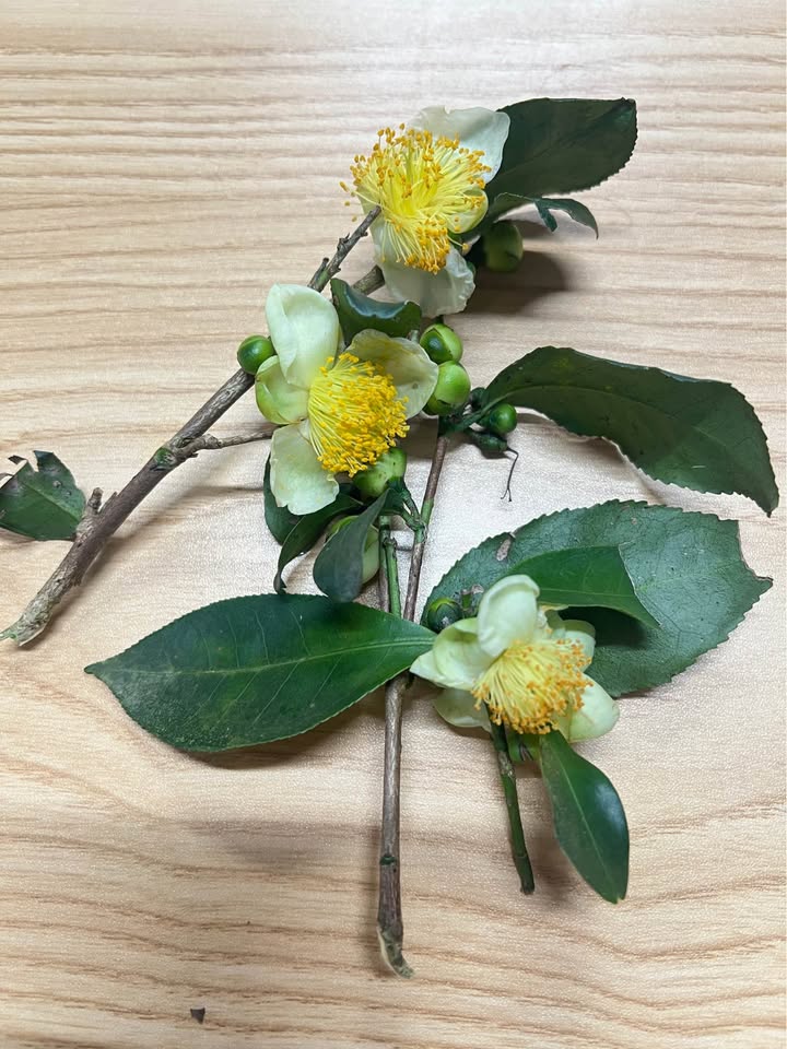 Farm Khe Mo Đồng Hỷ 2ha - Đất Rộng, Cảnh Đẹp, Đầu Tư Lý Tưởng