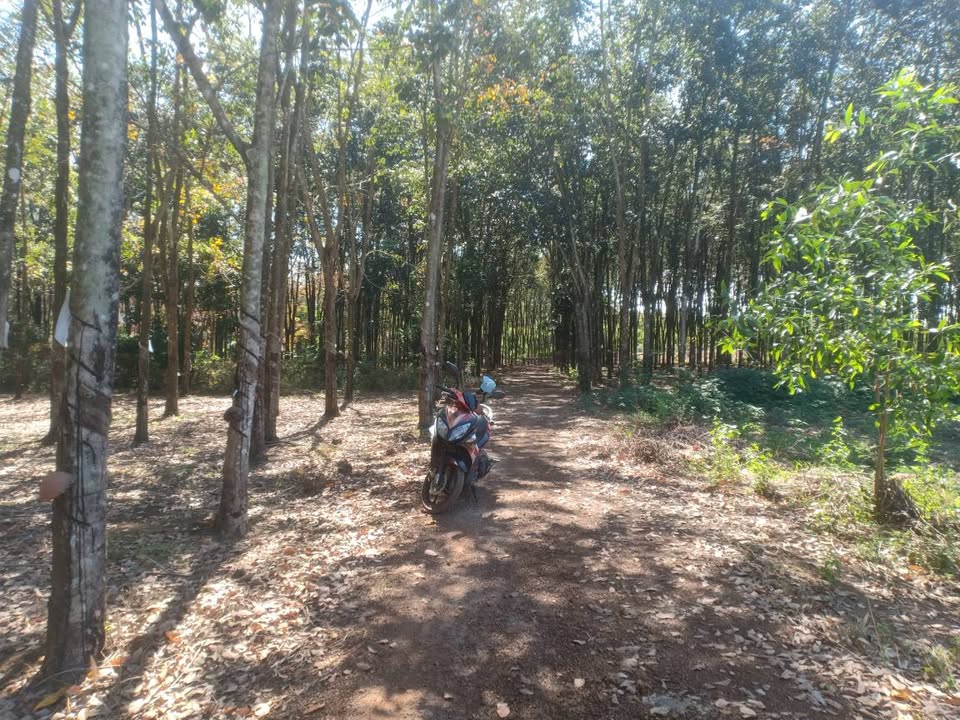 Đất cao su 10.000m² Tân Thành Đồng Xoài giá 9 tỷ - Cơ hội đầu tư tuyệt vời!
