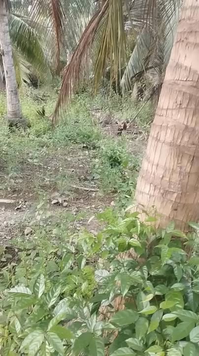 Đất thổ cư 300m² mặt tiền huyện lộ 22, Mỏ Cày 1.1ha - Giá chỉ 3.5 tỷ!