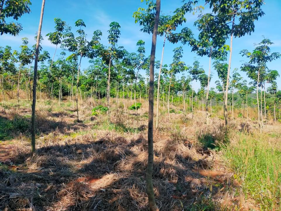 Đất Nông Trường 8 xã Bình Tân 9.500m² giá 1.15 tỷ - Đầu tư sinh lời hấp dẫn!