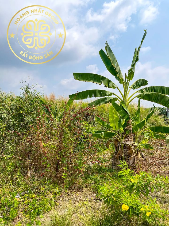 Đất mặt tiền Thạnh Điền, Lý Văn Lâm 848m² giá 8.48 tỷ - Vị trí đắc địa, thuận tiện di chuyển!