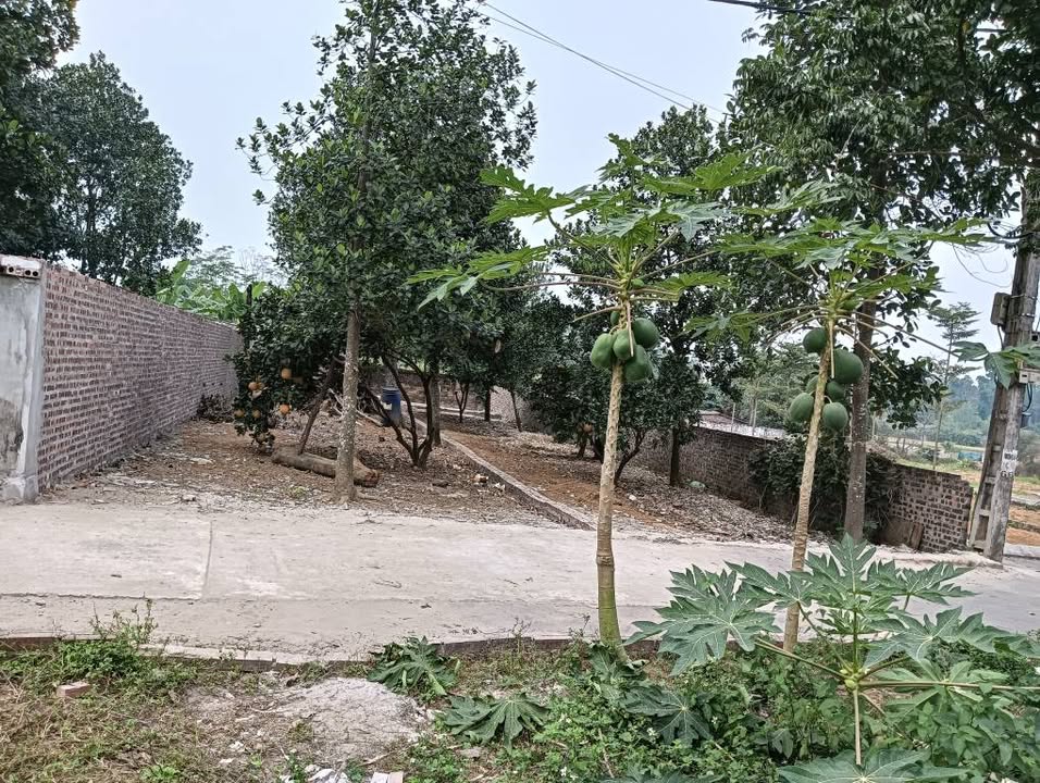 Đất nền thôn Hoàng Xá, Lai Thượng, Thạch Thất - Chỉ từ 2x triệu/m², đầu tư sinh lời cao!