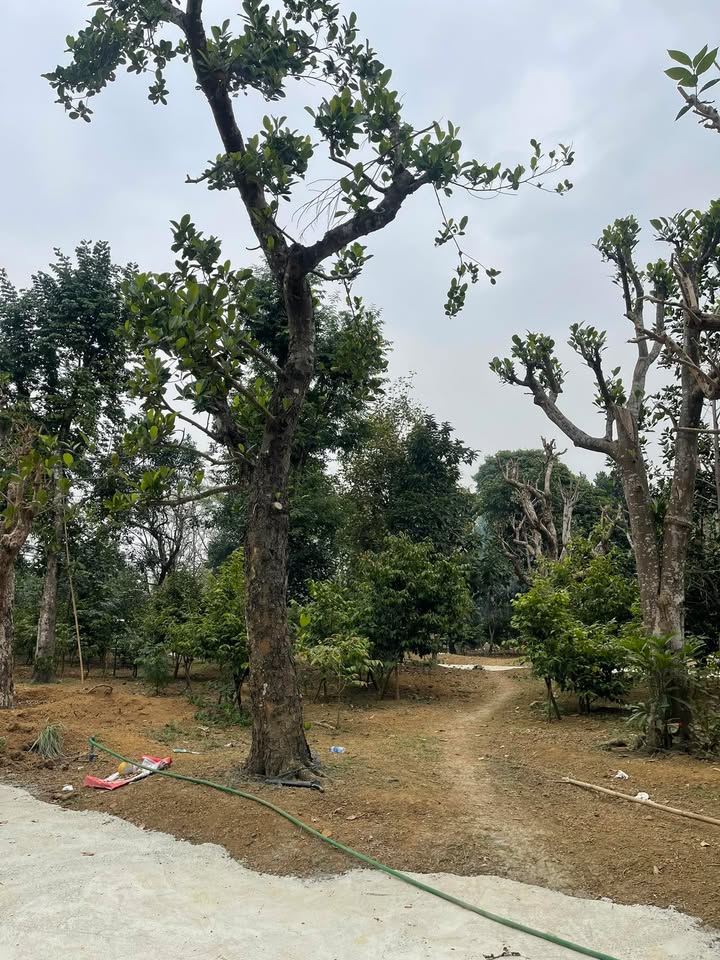 Đất vườn Tân Xã Thạch Thất 300m² giá thỏa thuận - Mặt tiền 13m bám đường bê tông