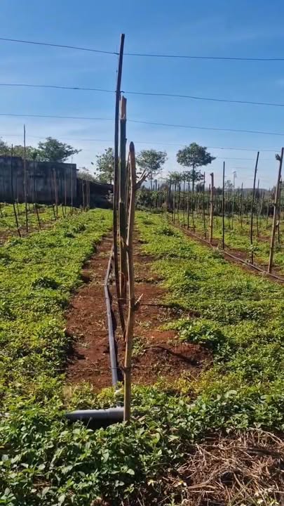 Đất nền xã Ia Glai, huyện Chư Sê, Gia Lai 432m² - Giá chỉ 285 triệu VND!