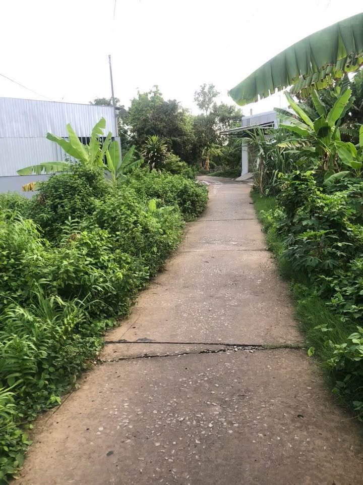 Đất nền Tân Xuyên Cà Mau 438m² giá 1 tỷ - Lô đất lý tưởng cho nhà vườn!