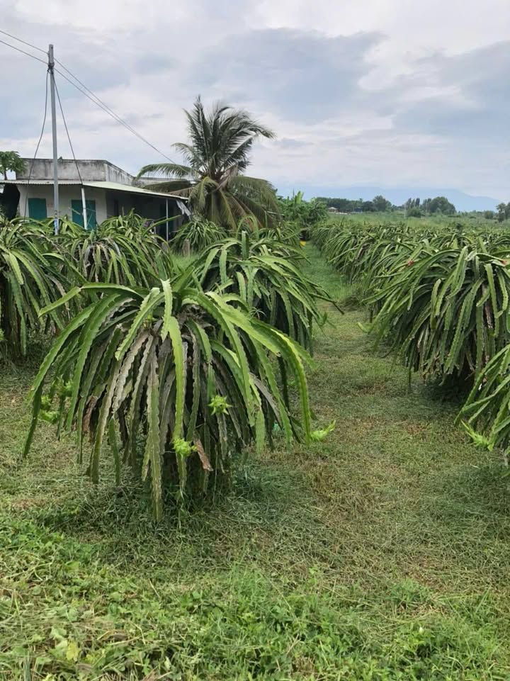 Đất nông nghiệp Hàm Cường 34,000m² giá 4.872 tỷ - Đầu tư sinh lời ngay!