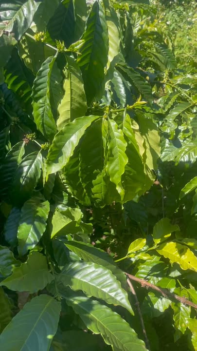 Đất nền 5ha tại xã Quảng Tân, Tuy Đức - Giá 1.28 tỷ - Cơ hội đầu tư hấp dẫn!