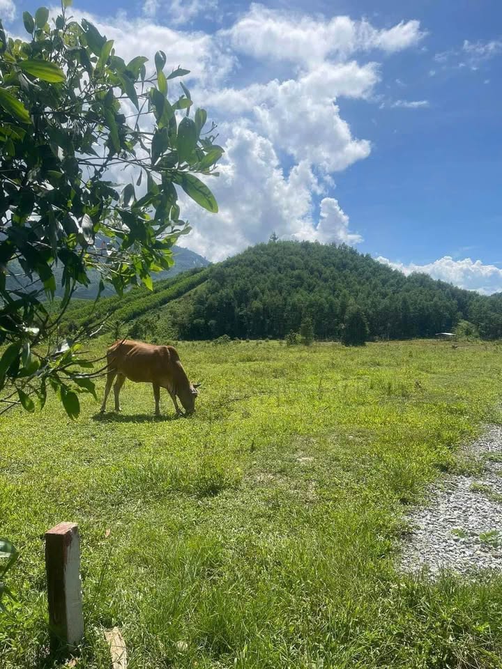 Đất nền Khánh Thượng, Khánh Vĩnh 1029m² giá 290 triệu - Đầu tư sinh lời ngay!